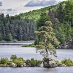 Morava zabodovala v letošním Stromu roku. Obsadila všechna první tři místa ankety, v čele s Chudobínskou borovicí