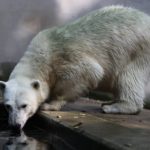 ZOO Brno získá samce ledního medvěda z Nizozemska. Podmínkou je úprava výběhu