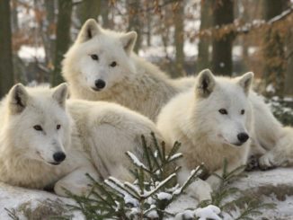 Vlk arktický Zoo Brno
