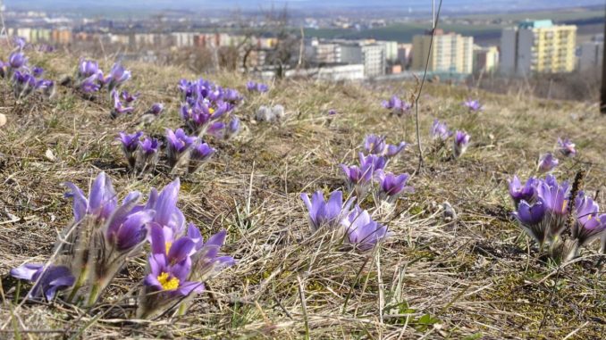 Rezervace Kamenný vrch