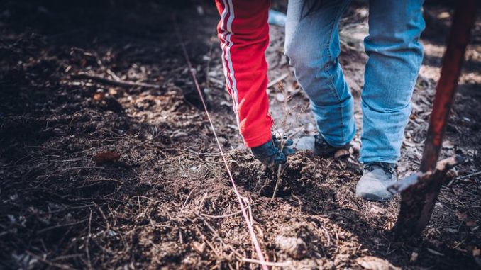 Mendelova univerzita sázení stromů