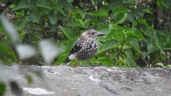 Ořešník kropenatý