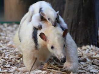 Mravenečník Olomouc