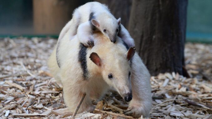 Mravenečník Olomouc