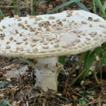 V Podyjí objevili vzácnou houbu. Běžně roste jen ve středomoří