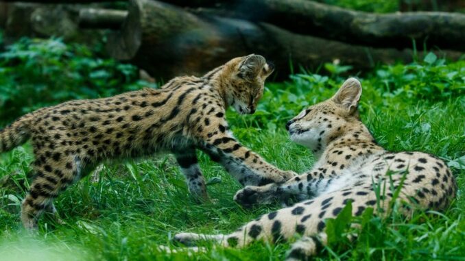 Zoo serval