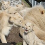 Zoologické zahrady otevřely! Lákají na přírůstky z doby uzavření