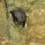 V Javoříčských jeskyních napočítali rekordní počet zimujících netopýrů