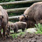V olomoucké zoo se narodila dvě mláďata zubra. Na Moravě je chová jen Zoo Olomouc