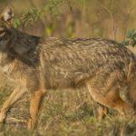 Potvrzen výskyt šakalů na Pálavě. Jak sveřepí budou a jestli zde zdomácní se teprve ukáže