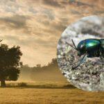 Boj o záchranu vzácného krasce dubového v CHKO soutok. Pomůže i švédská IKEA