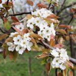 FEJETON: Zmrzlé naděje, leč…